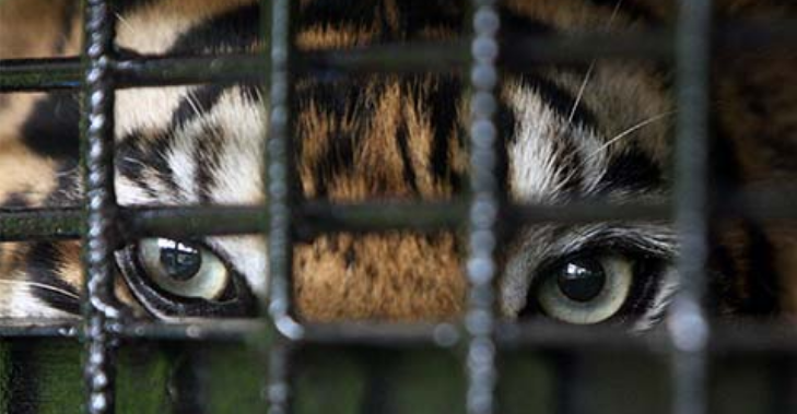 虎视眈眈的意思是什么