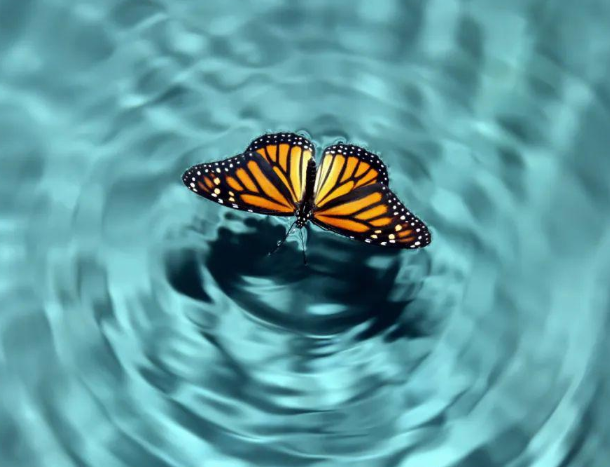 蝴蝶效应是指什么？