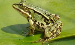 青蛙有几根手指