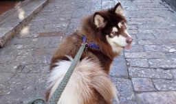 遛狗时要注意些什么