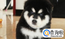 怎么样健康的喂养小狗？