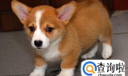 柯基犬有哪些优缺点？