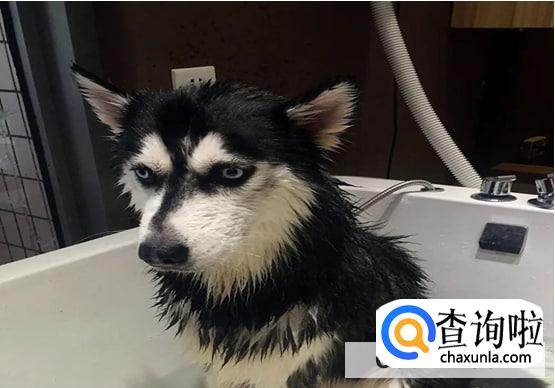 哈士奇都会拆家吗