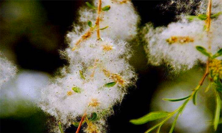 家里到处都是柳絮怎么办