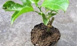 盆栽百香果的种植方法