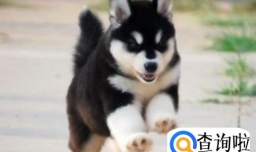 养阿拉斯加一个月开销情况,阿拉斯加怎么养