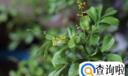 米兰花掉叶子怎么办