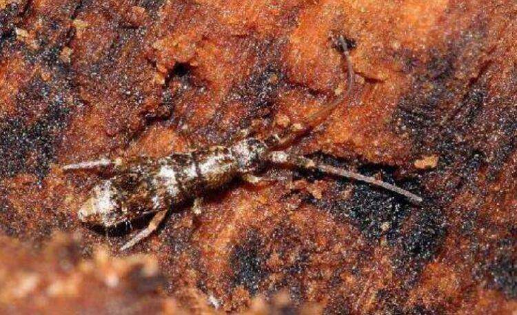 怎么清除家里跳虫