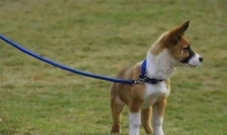 遛狗有哪些注意事项