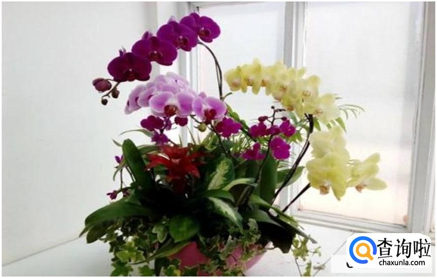 蝴蝶兰开花后有哪些注意事项