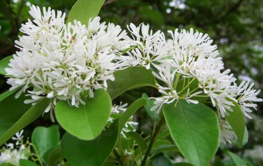 流苏树风水禁忌