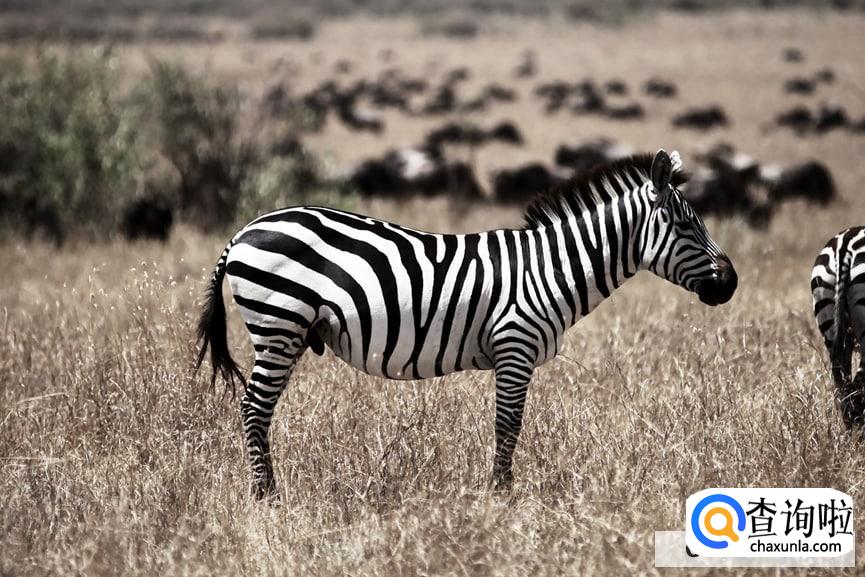 斑马为什么身上有黑白条纹