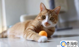 猫咪嘴里有腥臭味怎么办