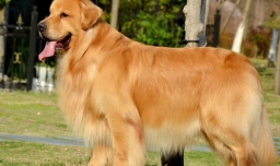 金毛犬怎么训练