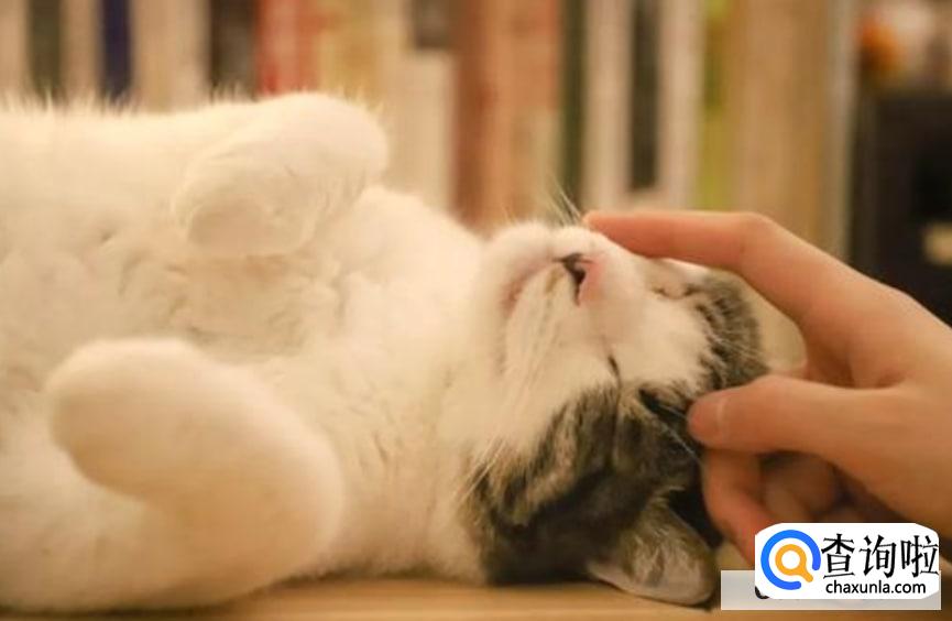 怎么增加猫的安全感最好