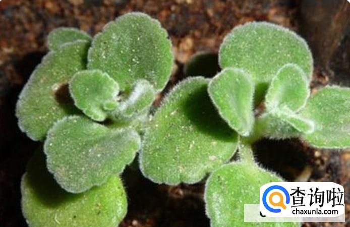 碰碰香的繁殖方法