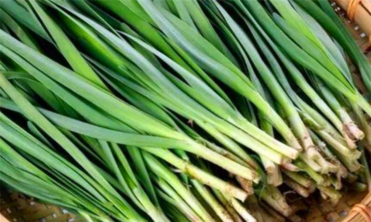 六月的韭菜为什么不能吃