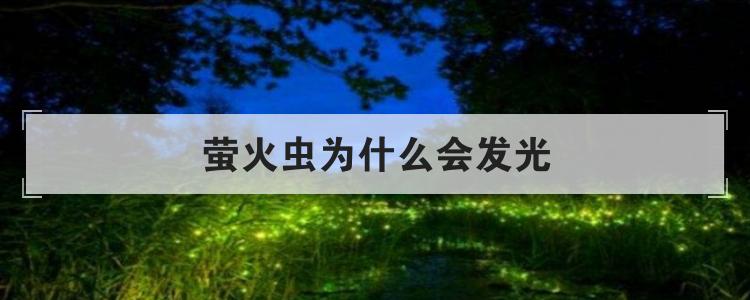 萤火虫为什么会发光
