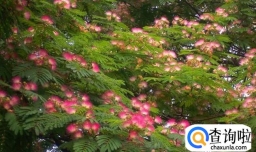 象征爱情的树有哪些