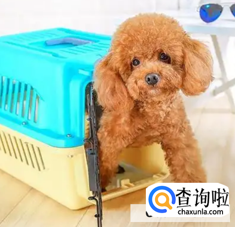 如何快递狗狗到异地