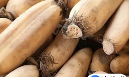 莲藕发霉了还能吃吗