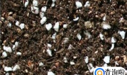 如何让多肉尽快服盆，多肉如何上盆