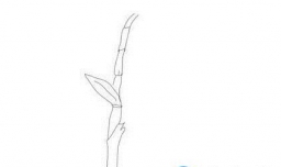 地里的玉米简笔画绘画画法