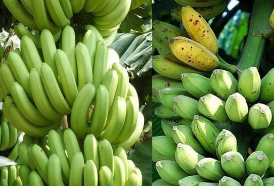 香蕉和芭蕉的区别