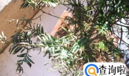 红豆杉叶子干枯的原因有哪些？应对技巧有哪些？