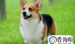 柯基犬为什么要断尾，一个小故事来告诉你！