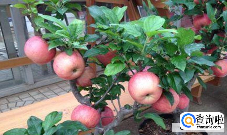 苹果树浇水最好时间