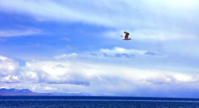 天高任鸟飞的意思是什么？