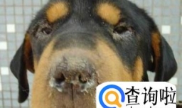 狗狗得了犬瘟（狗瘟）怎么办