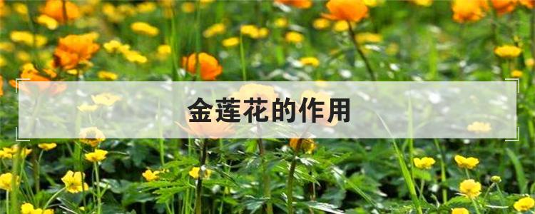 金莲花的作用