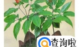 如何在家种植人参苗（移栽）