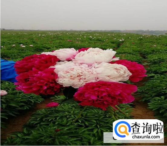 芍药的栽培方法是怎么样的