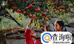 山楂树种植方法