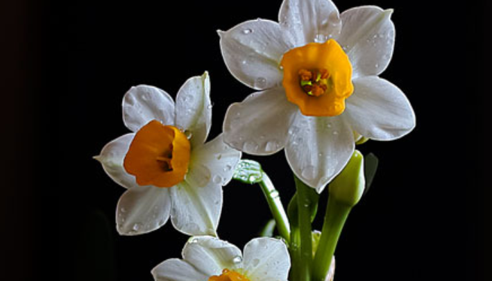 水仙花花语是什么