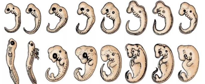 为什么一些鱼类的特征会出现在人体胚胎中