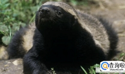 蜜獾为什么什么都不怕？