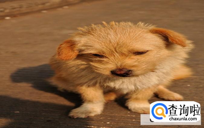 小区有流浪狗要找哪个部门处理好