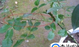 月季花怎样插枝容易活