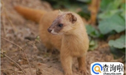 雪貂和黄鼠狼的区别