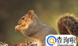 家养松鼠的喂养