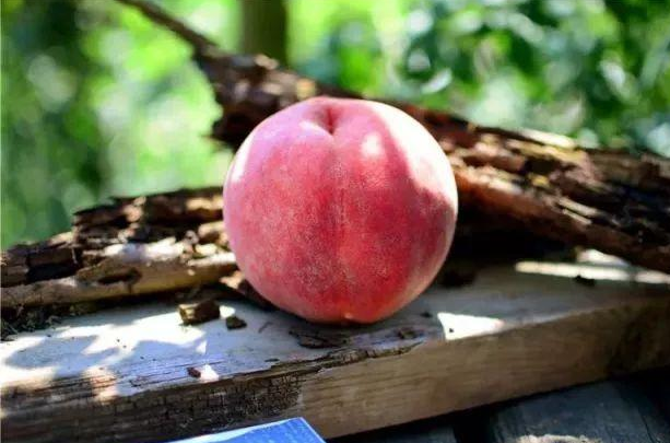 桃是什么时候成熟的？