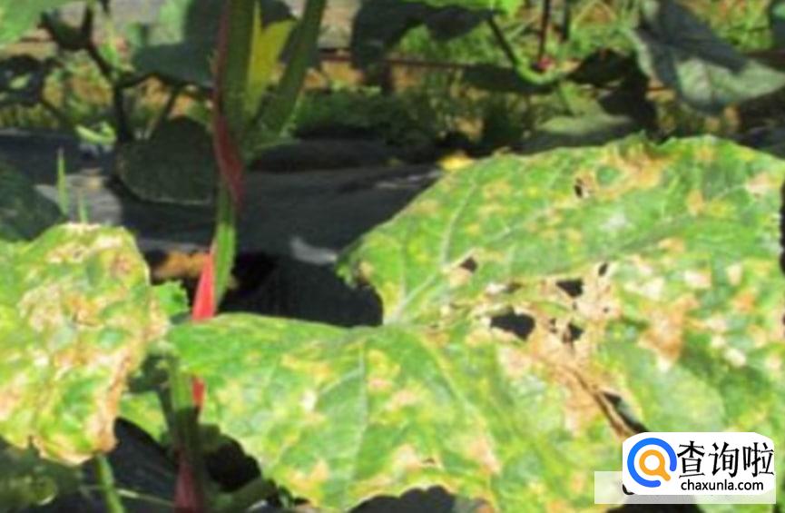 黄瓜叶子发黄怎么处理