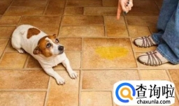 如何训练狗狗装死