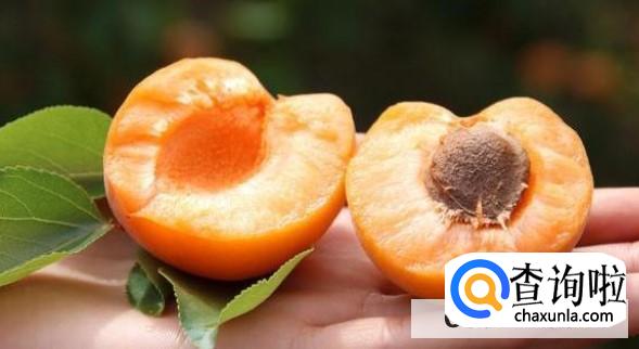 狗狗不能吃哪些水果