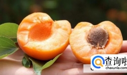 狗狗不能吃哪些水果