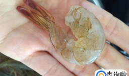 鲜虾豆腐汤的制作方法